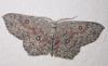 Cyclophora pendularia